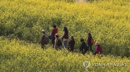 낙동강변에 핀 노란 봄