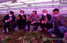 철원군, 퀀텀닷 조명 적용 고추냉이 수확 행사