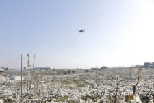 울주군, 드론 활용 배꽃 수분 작업…노동력에 도움