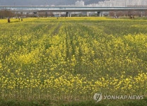 대저생태공원, 올해 유채꽃은 절반