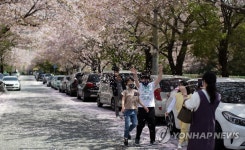 진해 벚꽃 추억