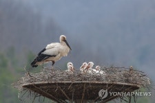 자연부화 한 달여 만에 훌쩍 큰 황새 새끼들