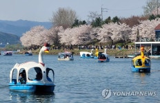 봄의 절정 맞은 춘천
