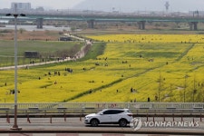 부산 낙동강 유채꽃 단지