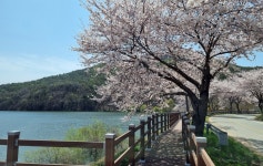 [픽! 예산] 덕산도립공원 옥계저수지∼백제의 미소길 벚꽃 활짝