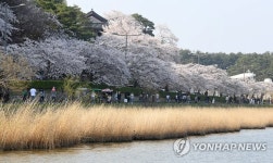 강풍으로 절정 이틀 만에 낙화한 강릉 경포 벚꽃…아쉬워요