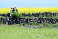 제주는 청보리의 계절