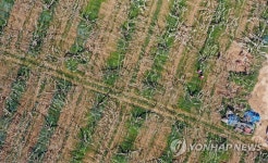 배꽃 향기 가득