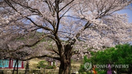 금산 신안사 벚꽃