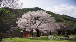 금산 신안사 벚꽃
