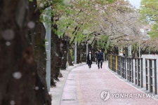 지는 벚꽃잎 사이로