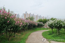국내 최대 안산 호수공원 무궁화동산에 무궁화 8천 본 추가 식재