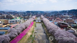 금산천에 봄꽃 활짝