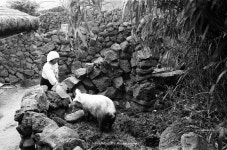 [다시! 제주문화] (33)똥돼지가 더럽다고?…다 이유가 있었네!