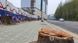 잘려나간 메타세콰이어 가로수