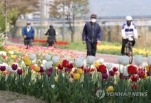 중랑천변에 튤립이 한가득
