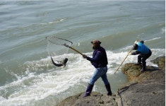 거센 물살을 뚫고 숭어가 돌아왔다…울돌목 뜰채 숭어잡이