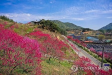 붉게 물든 금산군 홍도마을