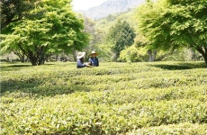 연둣빛 가득한 곡우…해남 녹차 수확 한창