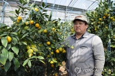 올해산 제주 하우스 감귤 첫 수확… ㎏당 1만원