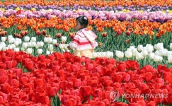 아이와 튤립