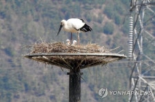 예산 옛 번식지 주변 둥지에 부화한 황새 새끼들