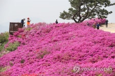 부산 백양산 애진봉 찾아온 봄