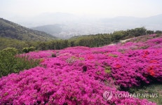 백양산 애진봉 찾아온 봄