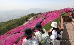 백양산에 활짝 핀 철쭉