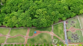 봄비 지나간 경남 함양군 상림공원