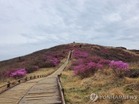 지리산 노고단 붉게 수놓은 털진달래