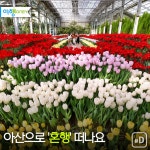[여행honey] 아산으로 혼행 떠나요
