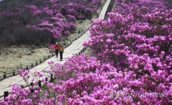지리산 노고단에 활짝 핀 털진달래