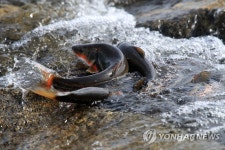 남대천으로 회귀한 황어
