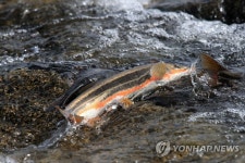산란을 위한 회귀