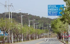 가지치기한 5·18 묘지 가는 길의 이팝나무
