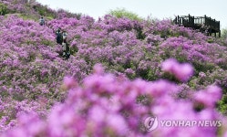 장수 봉화산 철쭉단지 만개