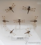 멸종위기종 대모잠자리 보성 주암호 인공습지서 발견