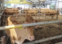 괴산군 가축사육제한구역 폐업 축사 정비