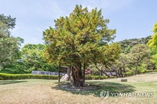청와대 수궁터의 744년 된 주목