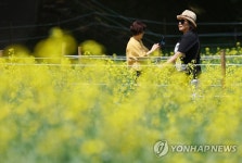 노랗게 물든 5월의 공원