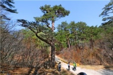 [imazine] 사람이 지킨 숲, 사람을 지키는 숲 ①