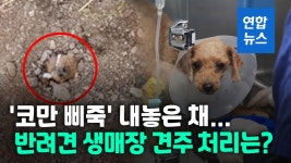 [영상] 푸들 생매장 견주 등 2명 검찰 송치…동물보호법 위반