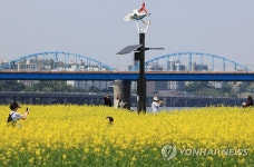 서래섬에 만발한 유채꽃