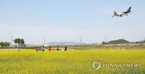 유채꽃밭 위로 지나는 비행기
