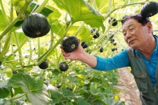 공중에서 키운 해남 미니 밤호박 출하