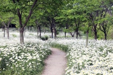 [픽! 부안] 변산 마실길 1코스에 샤스타데이지 활짝