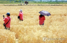 오월의 황금 들판