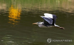 수면 위를 나는 왜가리