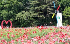붉은 양귀비의 유혹 원주 용수골 꽃양귀비 축제 25일 개막
